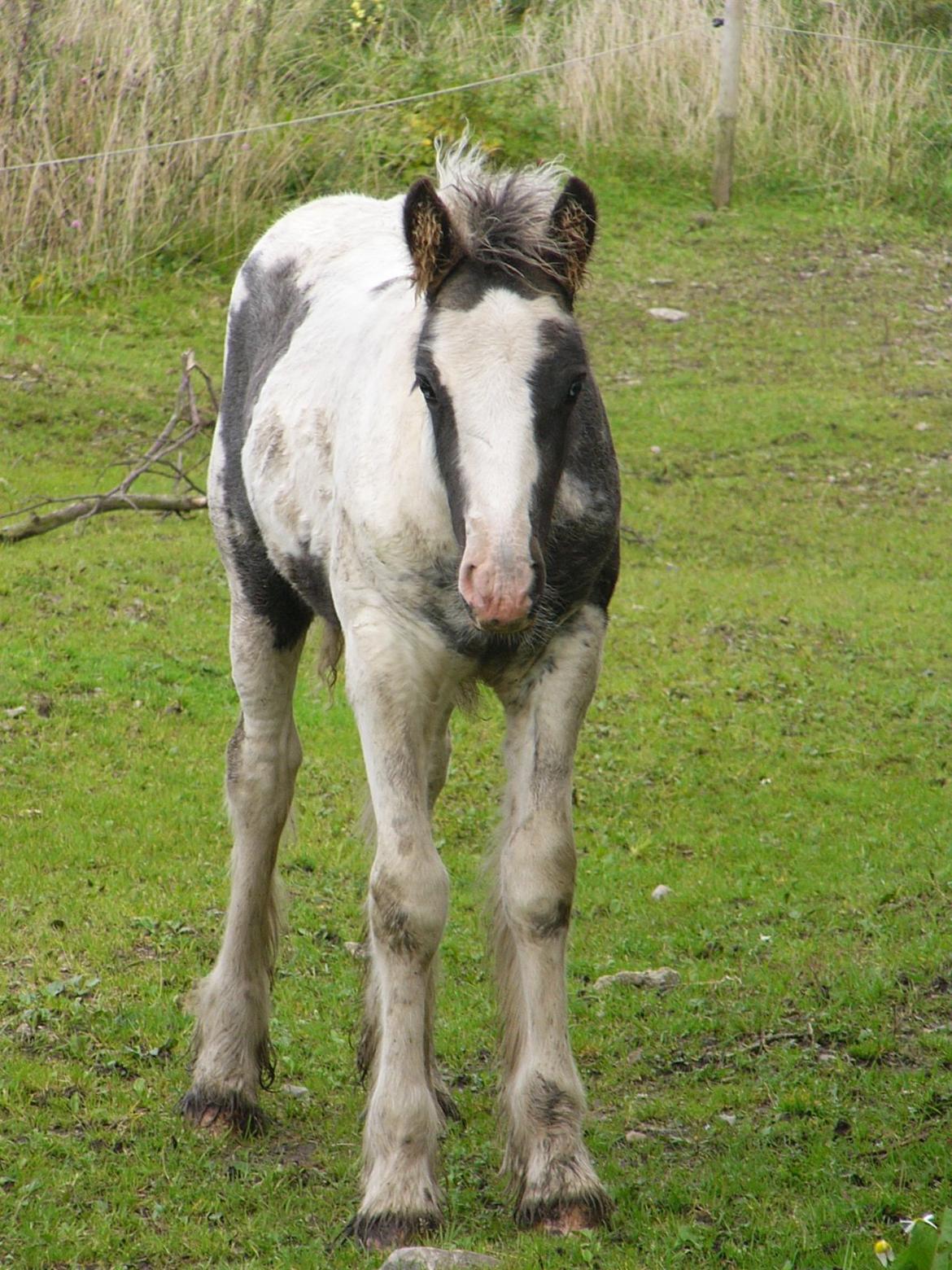 Irish Cob Phoinix of The Irish Western art Ranch billede 19