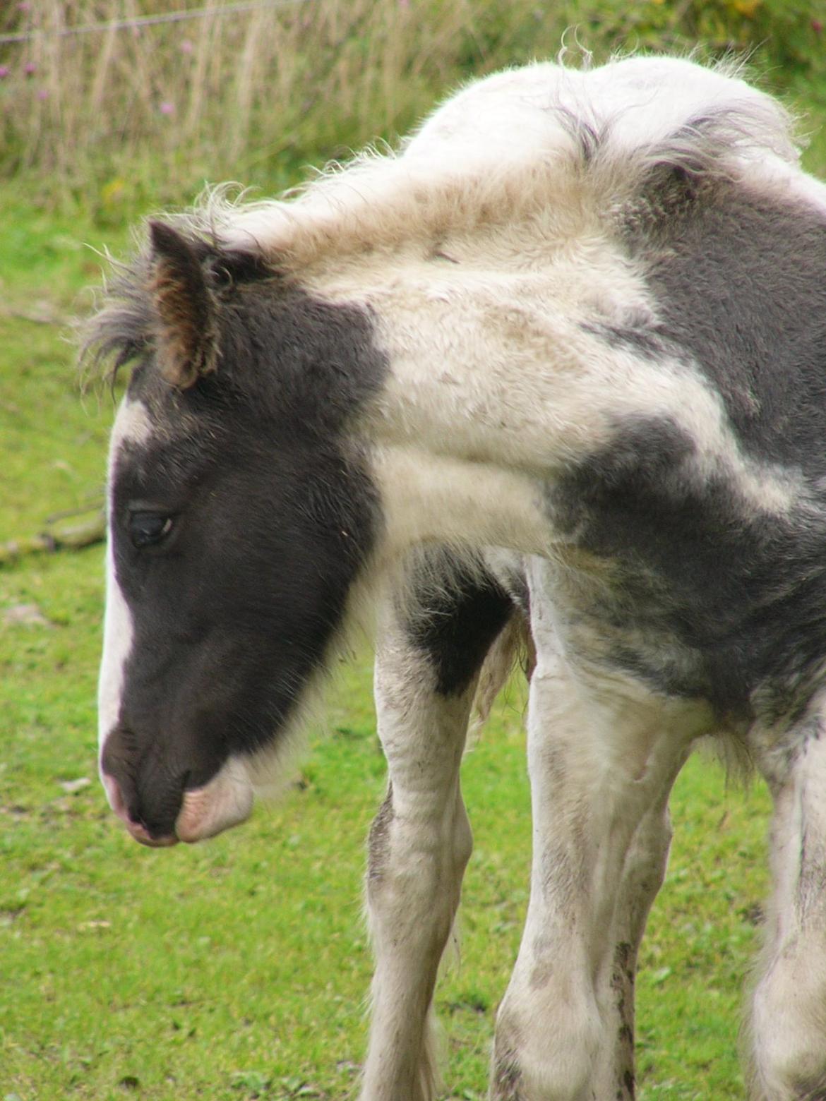 Irish Cob Phoinix of The Irish Western art Ranch billede 20