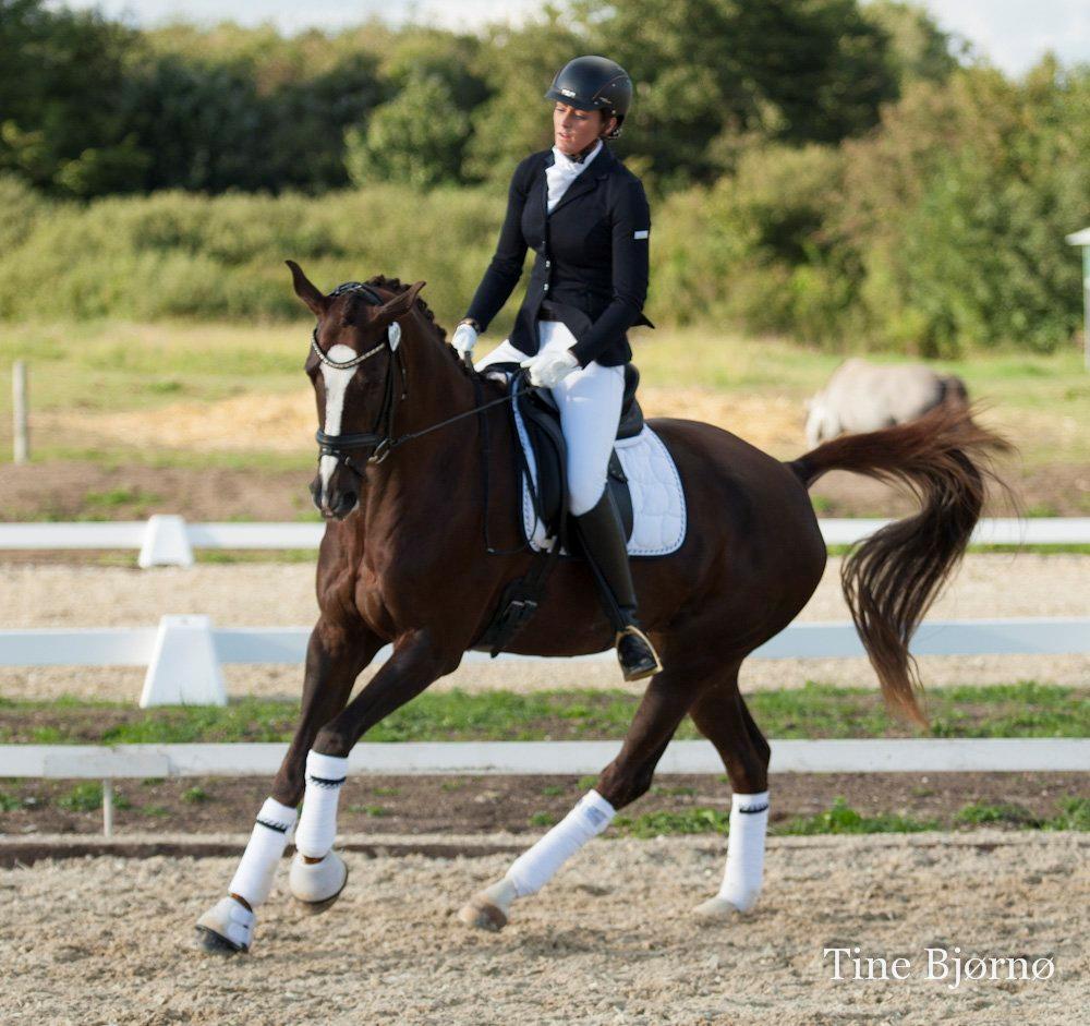 Dansk Varmblod Toftegaards Catwalk billede 20