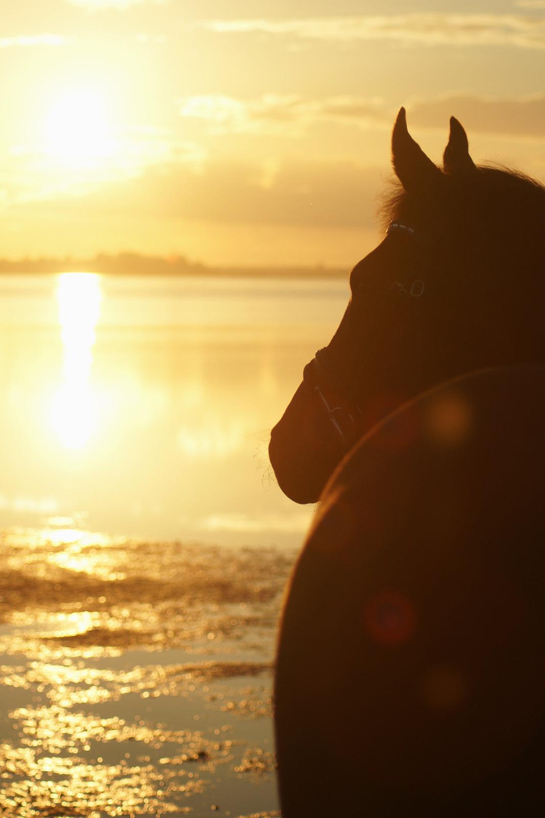 Holstener Pretty woman billede 2