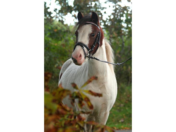 {{currentPhoto.altText}} billede {{currentPhoto.number}}