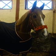 Anden særlig race Patrick