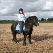 Irish Cob Zafir