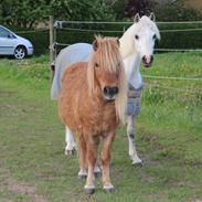 Shetlænder Felix (Familiens pony)