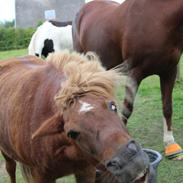 Shetlænder Felix (Familiens pony)