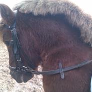 Shetlænder Felix (Familiens pony)