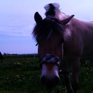 Fjordhest Primas Mikado