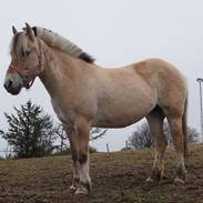 Fjordhest Farmens Bella