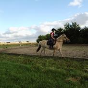 Fjordhest Farmens Bella