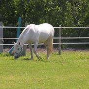 Anden særlig race Hesselholts Joy