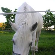 Anden særlig race Hesselholts Joy
