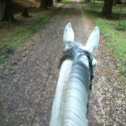 Trakehner LucieIII(Petruska)