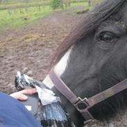 Irish Cob Pam:-*