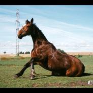 Anden særlig race Joka