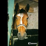 Anden særlig race Joka