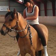 Islænder Bakkedalens Luna