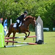 Anden særlig race Miss Anastacia