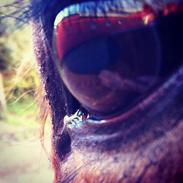 Anden særlig race Chateâu - [Julie]