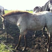 Anden særlig race Caspian