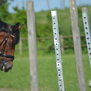 Welsh Cob (sec D) De Kuilen's Majoor Jan (Majoor)