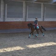 Welsh Cob (sec D) De Kuilen's Majoor Jan (Majoor)