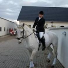 Dansk Varmblod Smirnoff (himmel hest <3)