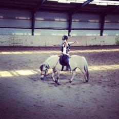 Fjordhest Safran [Tidl part]