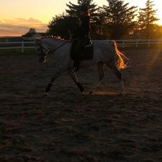 Arabisk fuldblod (OX) Dalicio OX