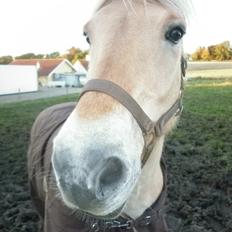 Fjordhest Julius