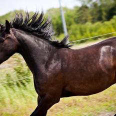 Anden særlig race Lukhas