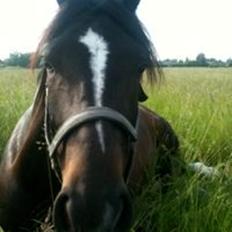 Anden særlig race Lukhas