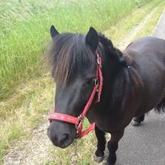 Shetlænder Matilde