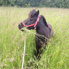 Shetlænder Matilde