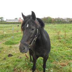 Pinto Galoply´s Marster