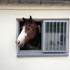 Dansk Varmblod Duelundgårds McKinney