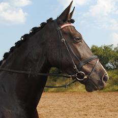 Oldenborg Bødkers bonzai
