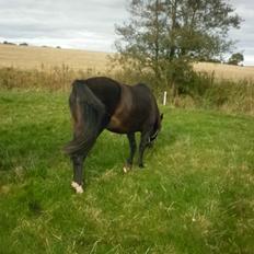 Anden særlig race *Fleur*