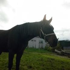 Anden særlig race *Fleur*