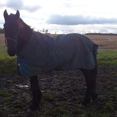 Frieser Klaas *Bæstet*