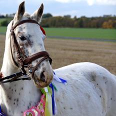 Anden særlig race Snow Girl *Min stjerne*