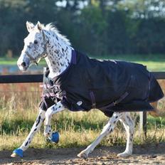 Knabstrupper Boysens Capiche "MIN"