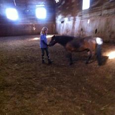 Exmoor Timmi ( passer hest )