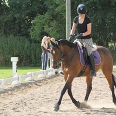 Anden særlig race Dark Stallion