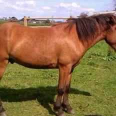 Islænder Fönix fra Valhalla