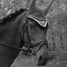Welsh Cob (sec D) De Kuilen's Majoor Jan (Majoor)