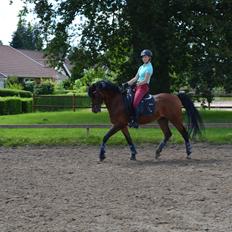 Welsh Cob (sec D) De Kuilen's Majoor Jan (Majoor)