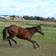 Anden særlig race L`amour (solgt ) 