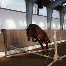 Trakehner  Klosterhedens why not (Notti) <3