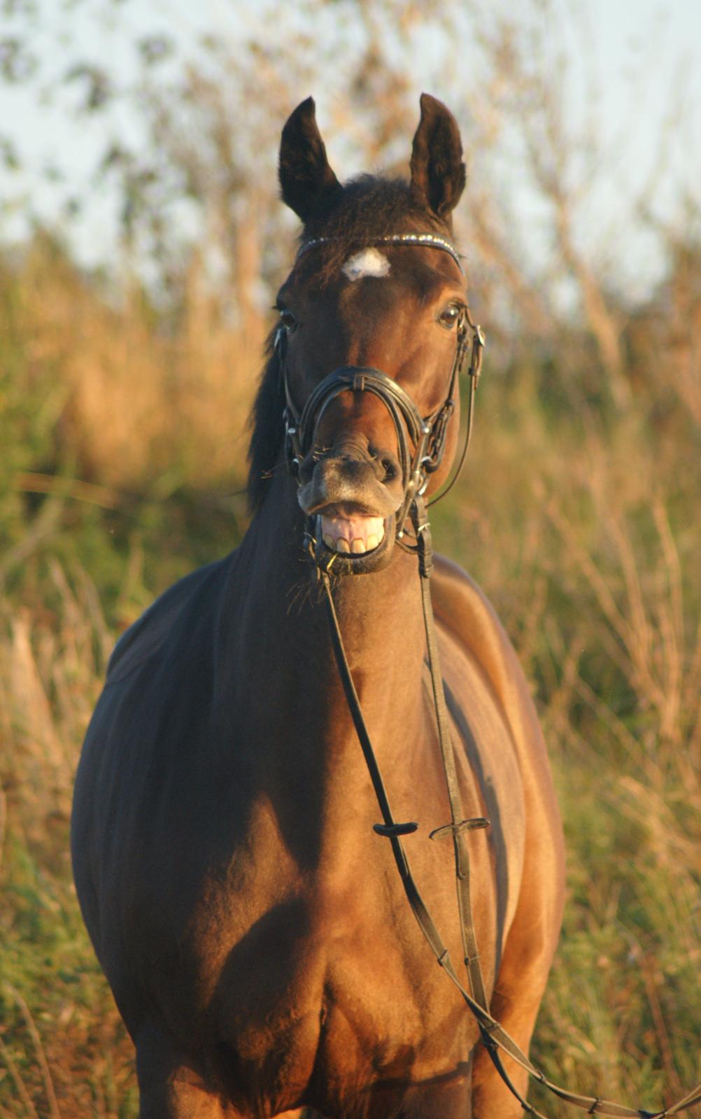 Holstener Pretty woman billede 4