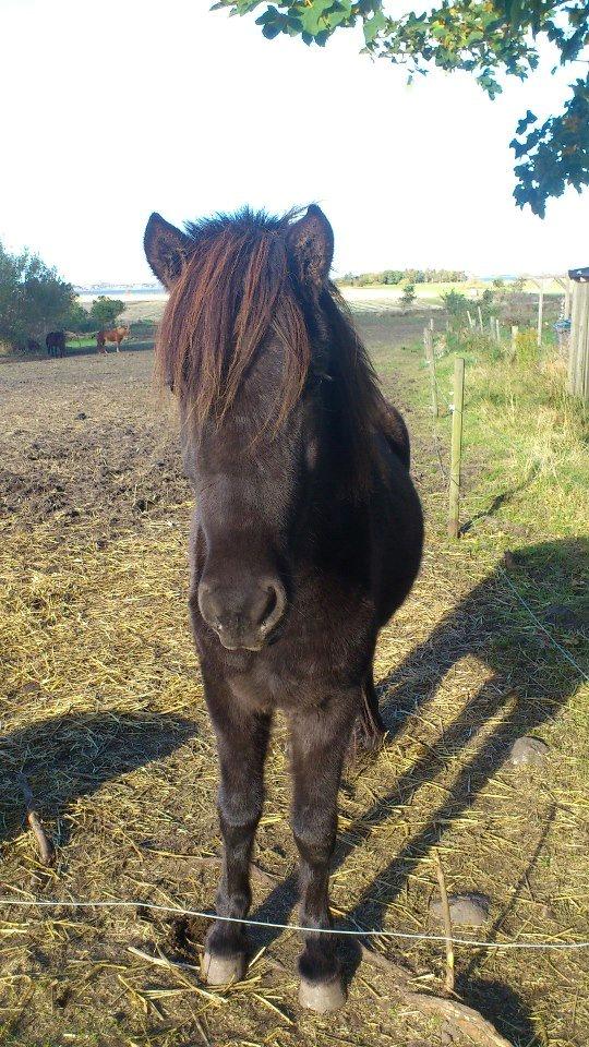 Islænder Vólva Fra Jotunheim billede 10